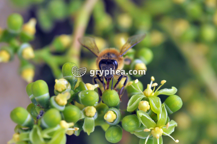 Abeille butineuse sur fleurs de Vigne (Apis melifera) - gryphea.com